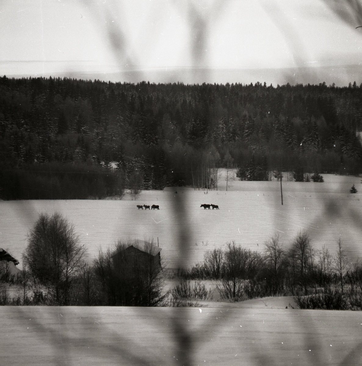 Fem älgar vandrar över en snöig åker, 1981.