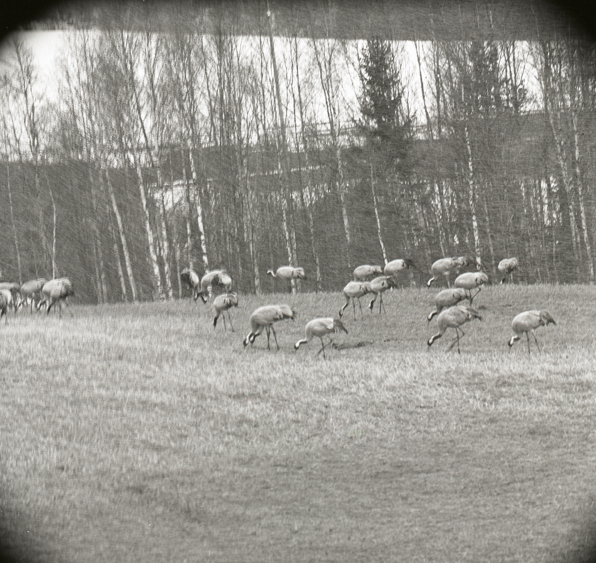 En grupp tranor går omkring på åker i snöväder, 17 april 1967.