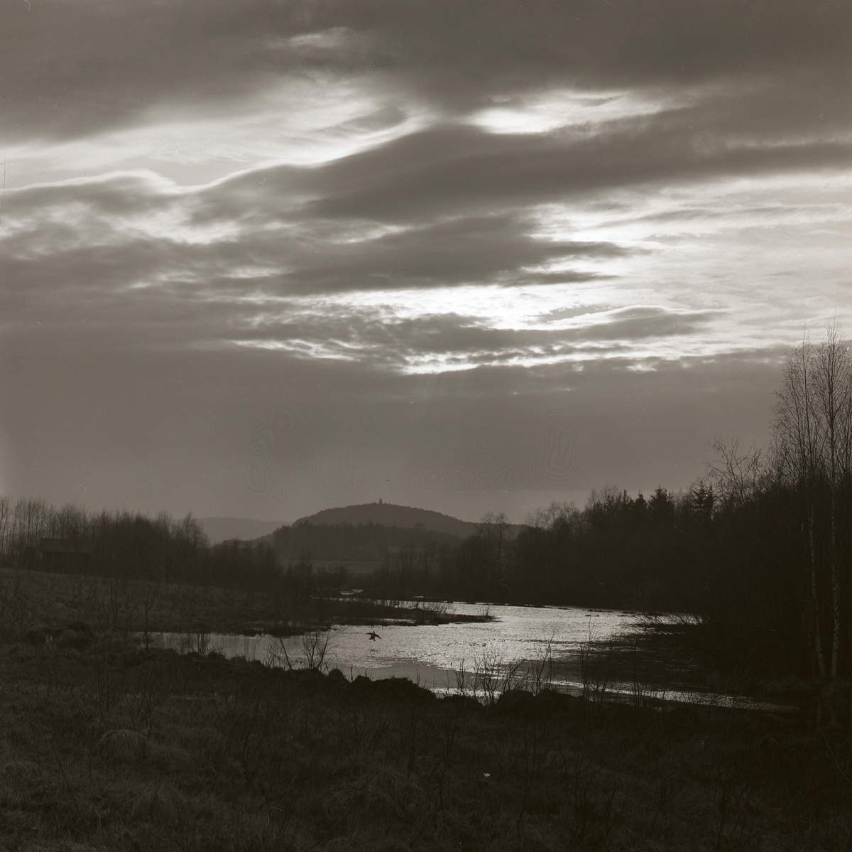 En knipa flyger ovanför vattenytan till en å som ringlar sig genom ett landskap med berg, skog och växtlighet, Bullerberget våren 1969.