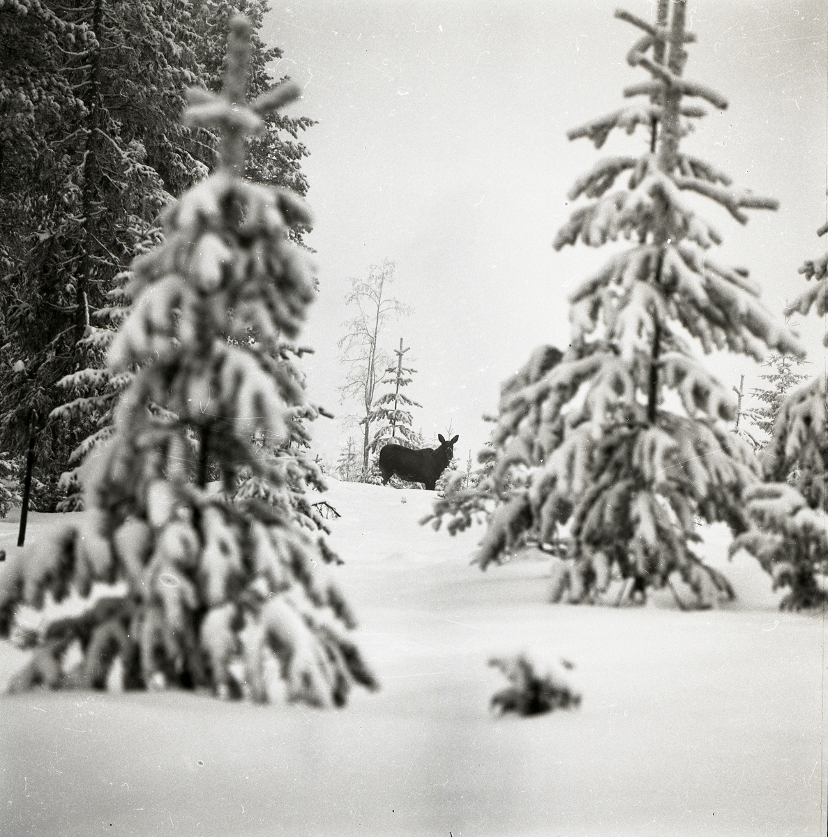 En älg står i snötyngd skog vid Fluren, 1972.