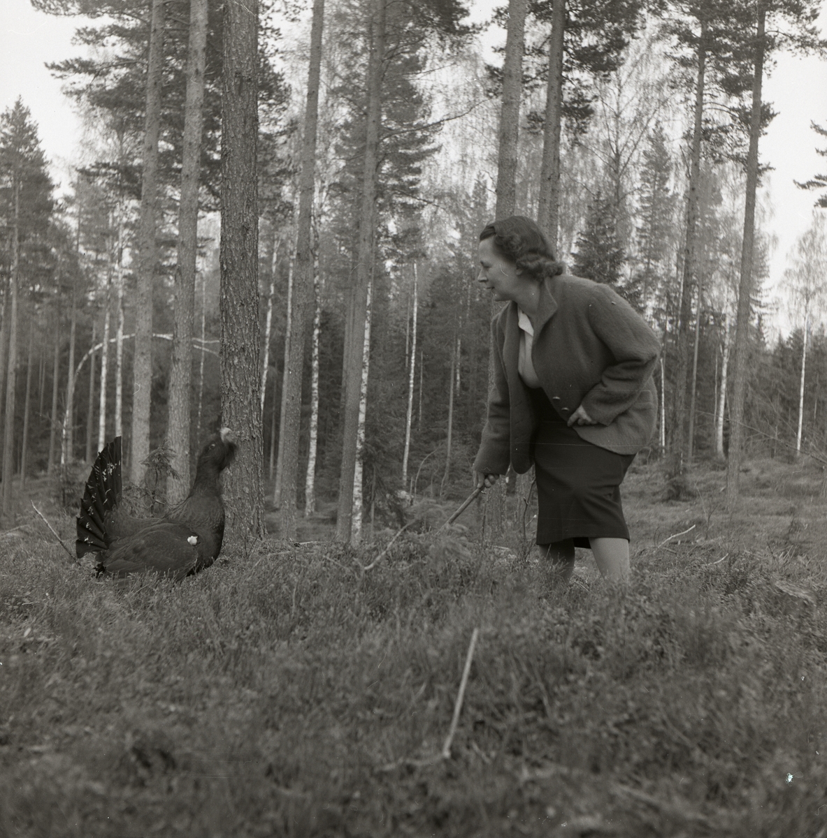 En kvinna står mycket nära en tjäder i skogen och håller en gren i ena handen.