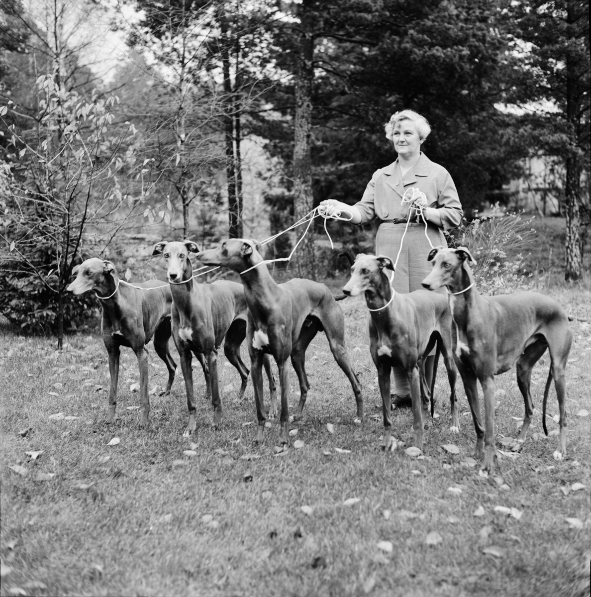 Astrid Jonsson med sina greyhounds på Sobers Kennel, Sundbyberg, Uppland 1962