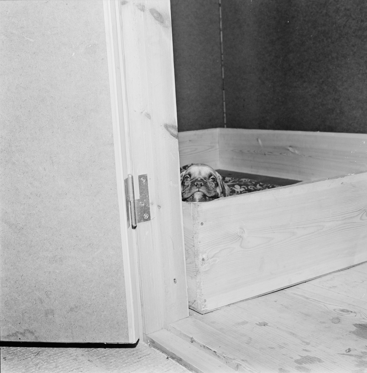 Boxervalp i låda, Raggboda hundpensionat, Skyttorp, Uppland 1962
