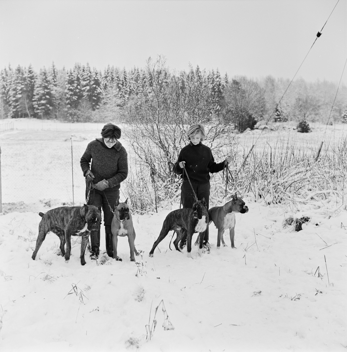 Rastning av boxerhundar, Raggboda hundpensionat, Skyttorp, Uppland 1962