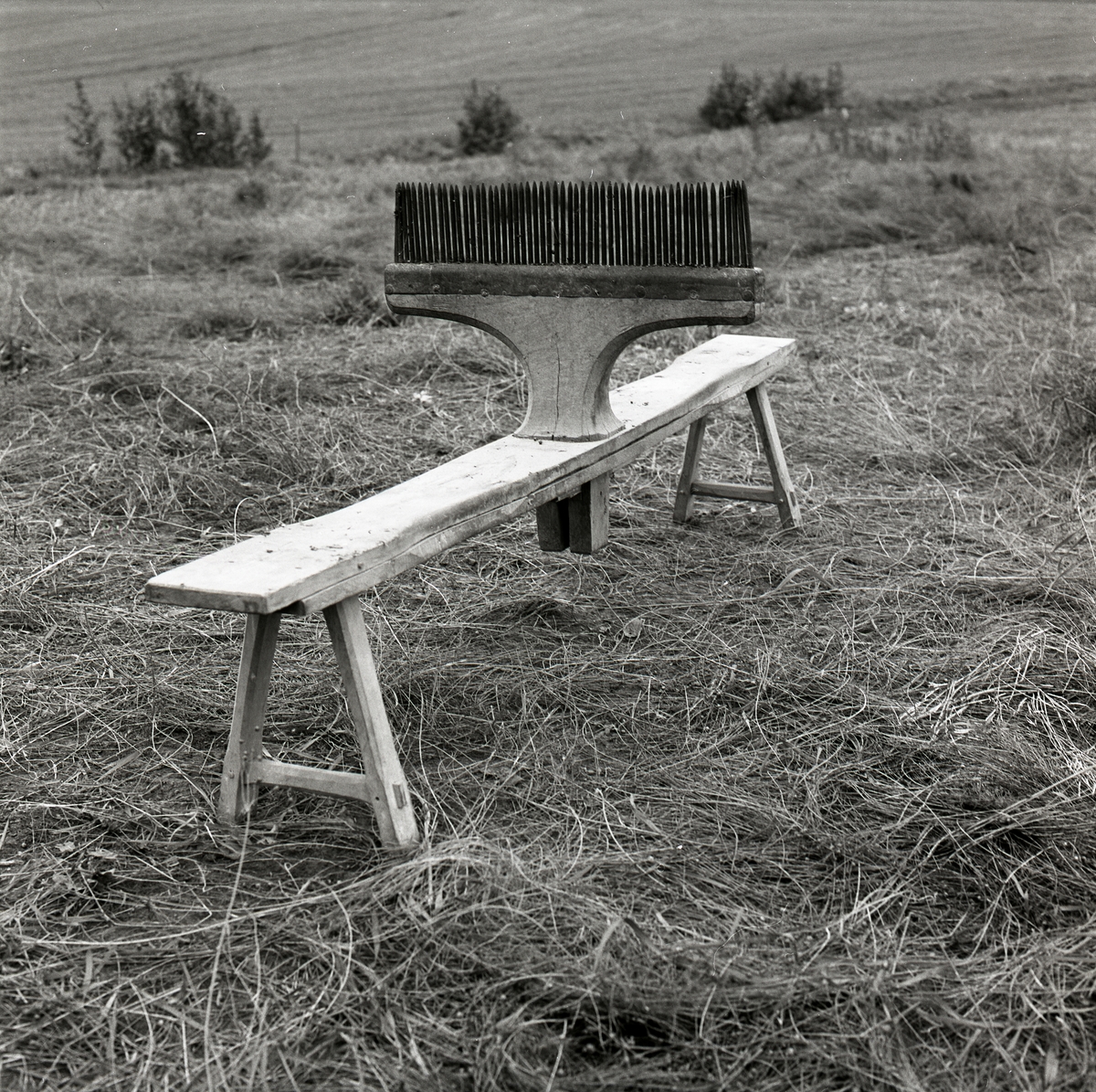 En linhäckla står på ett linfält. I bakgrunden syns träd, buskage och åkermark, september 1974.