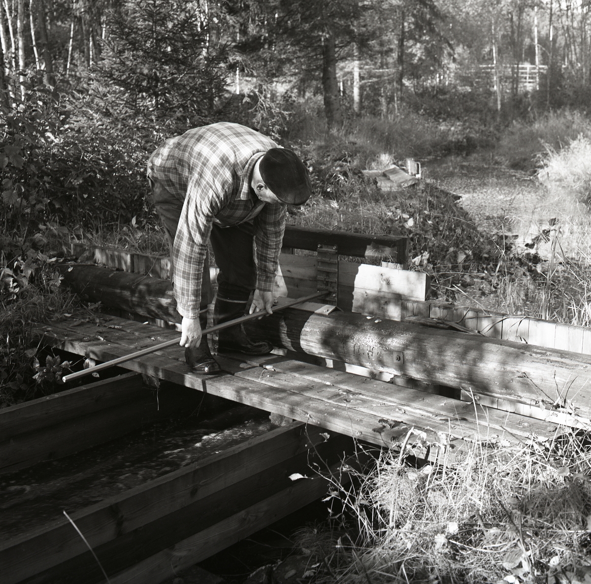 En man står på några träplankor och håller ett spett mot en timmerstock. Runt omkring är det träd, gräs och buskage, hösten 1974.