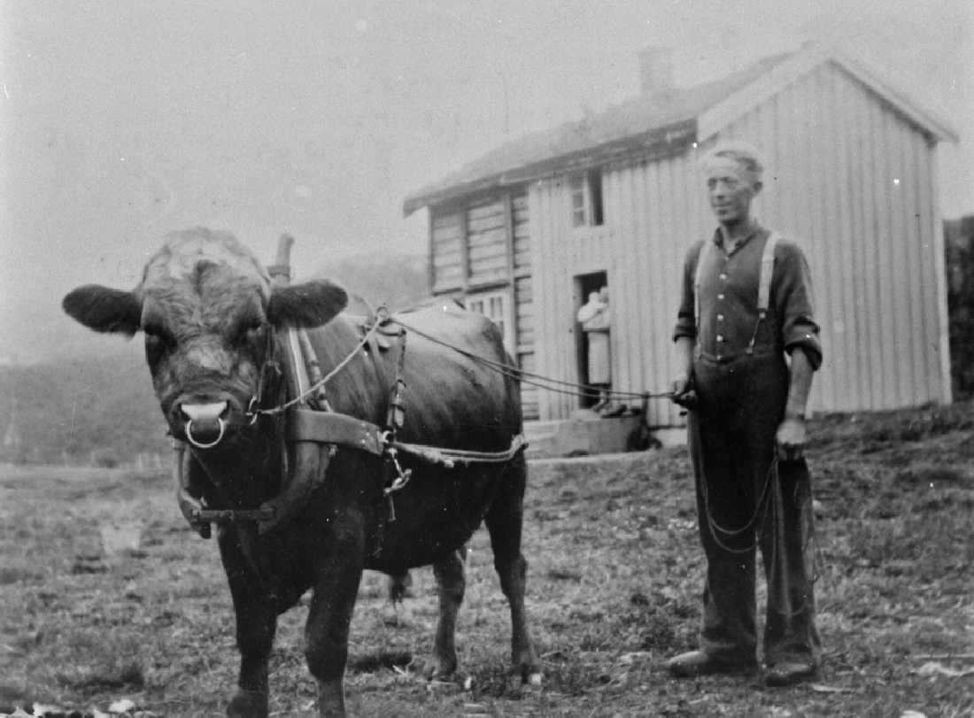 Leirfjord, Forsland. Kjøreoksen på gården Solbakken på Forsland. Mannen på bildet er Johannes Bonsaksen. I døra står kona Magnhild Bonsaksen med datteren Mariann.
Bildet er brukt i Leirfjordkalenderen - mai 2000