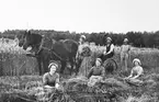 Bolstad omkring 1910. Skördebild. se VMG00074-031