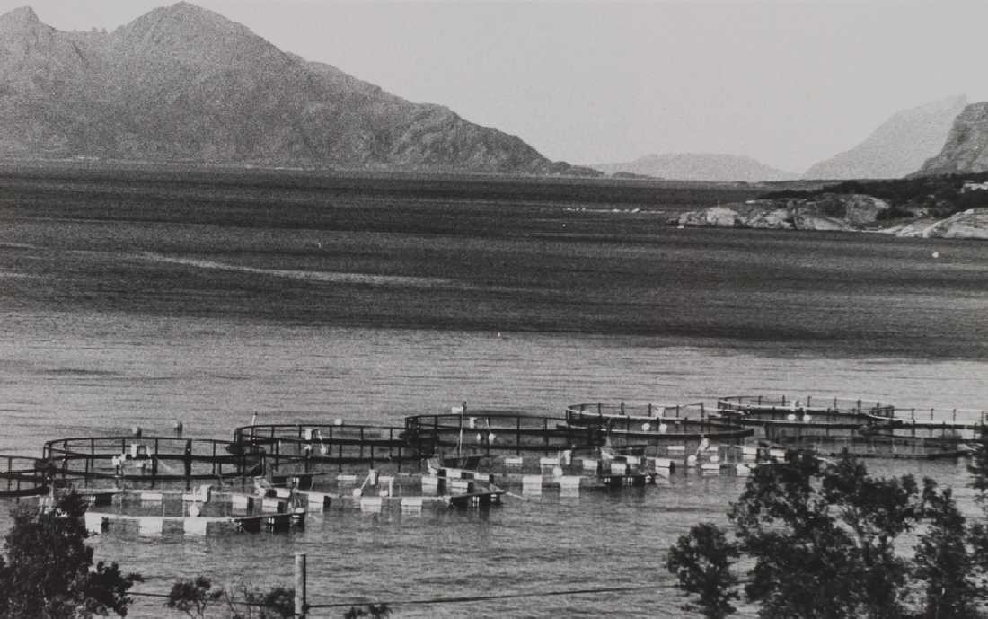 Leirfjord, Fagervika. Oppdrettsanlegg for fisk i fjorden.