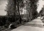 Nya Marmorbruks AB, Kolmården.
Stora landsvägen norr om marmorbruket. Bruket skymtar bland träden.