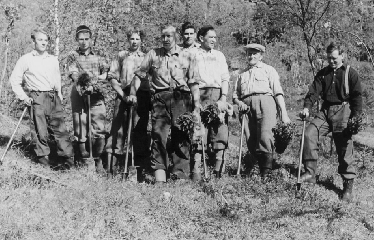 Leirfjord. Skogplanting.
F.v.: Jarle Ronessen, Henry Hansen, Torleif Pedersen (ant.), Einar Leknes, Hans Hansen, ukjent, Otto Kibsgård, ukjent.
Bildet er brukt i Leirfjordkalenderen - juli 2007