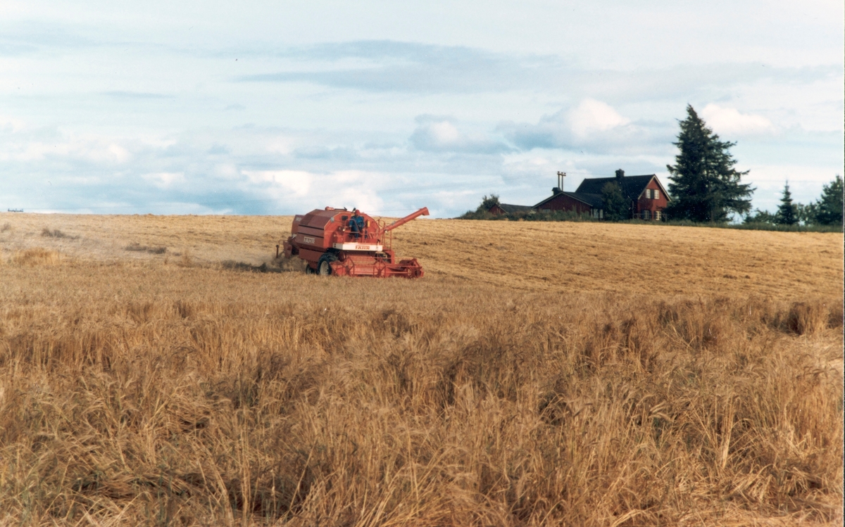 Hjermstad gard, g.nr. 86, b.nr.1. Stange. Korntresking, kornåker, skurtresker, Fahr, Oskar Hjermstad,