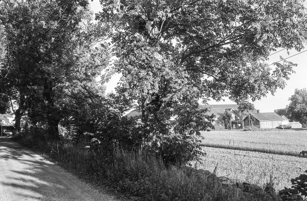 Naturbilder fra Kongeveien og Årungen i Nordby i Ås.