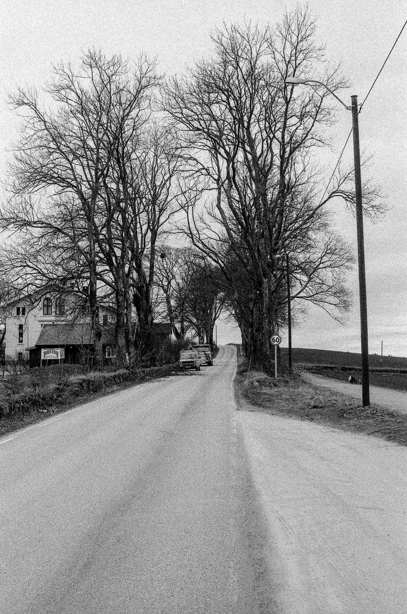 Den gamle Kongeveien i Nordby. Risaleen beskjæres, skamskjæres, mener landskapsarkitekt Vidar Ashjem i Ås. Verneverdig allé. Riis gård bak de store trærne.