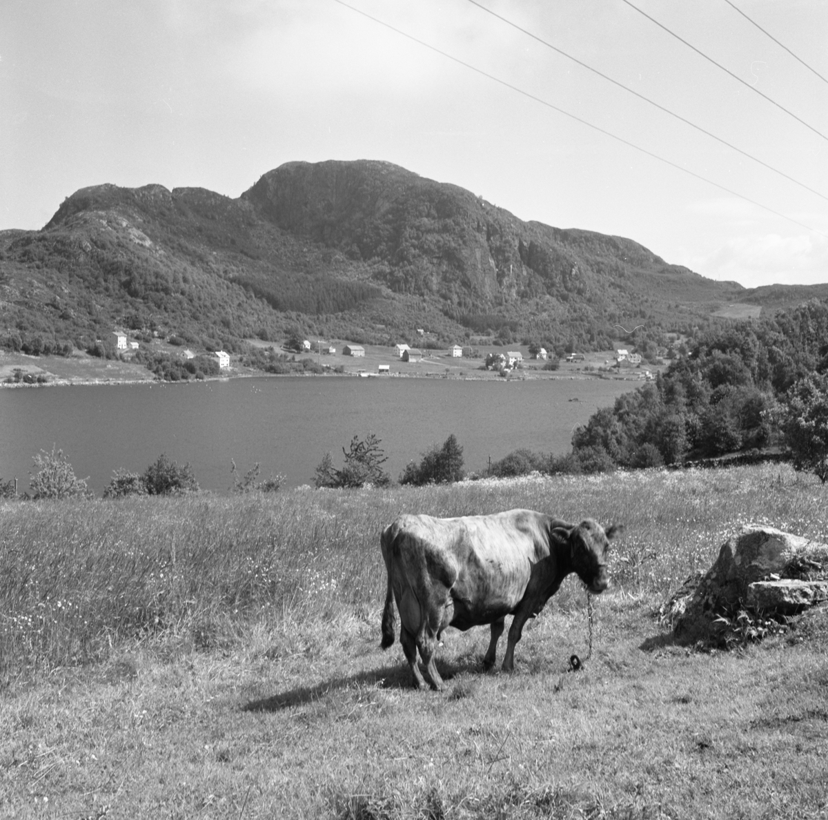 Prospektfotografi av brakkvannet Storevalen i Solavåg. I vannet drives det oppdrett av ørstes. I forgrunnen står ei ku å beiter.