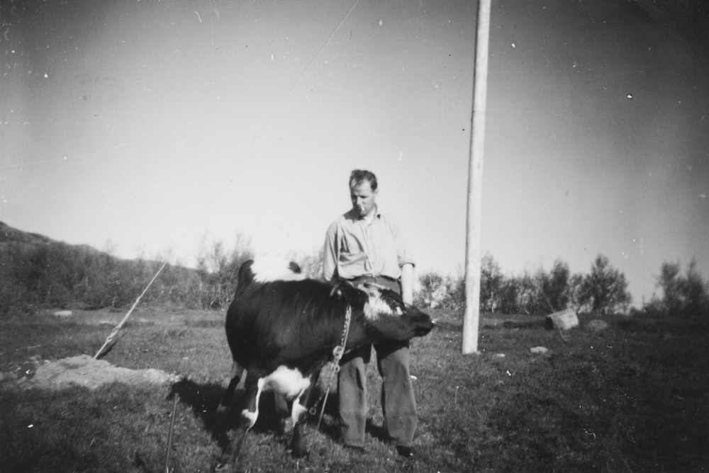 Leirfjord, Angarsnes. Einar Kristiansen med oksen Hjallis.