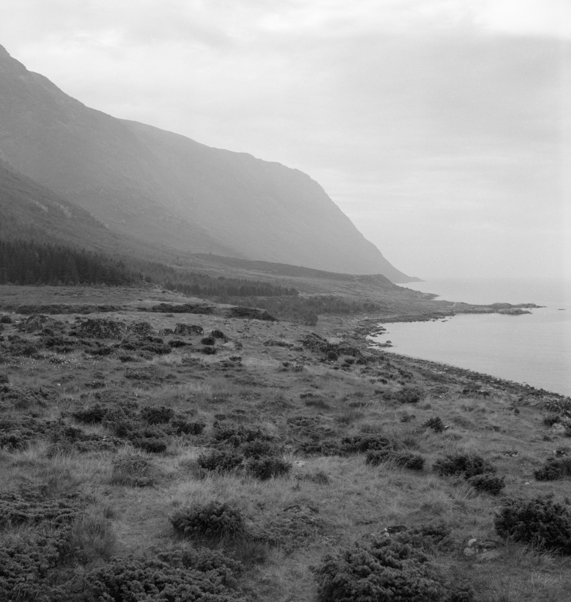 Prospektfotografier i serie av Kalvestad-marka på Sula. På noen av motiva er det spor etter tidligere bebyggelse.