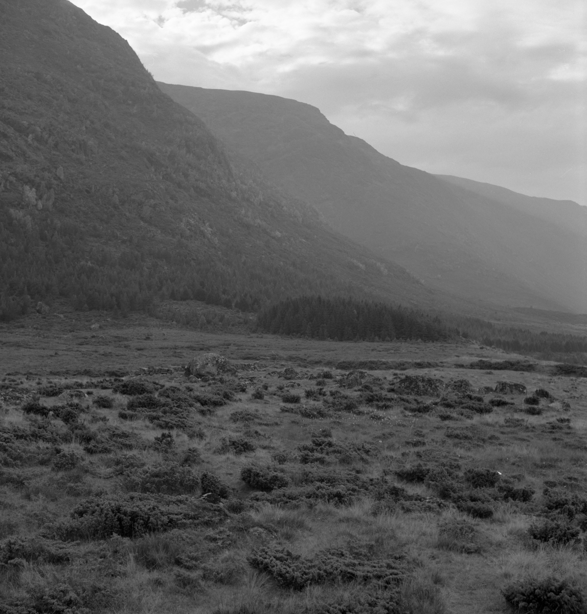 Prospektfotografier i serie av Kalvestad-marka på Sula. På noen av motiva er det spor etter tidligere bebyggelse.