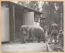 Bilden visar en elefant i Furuviksparken.