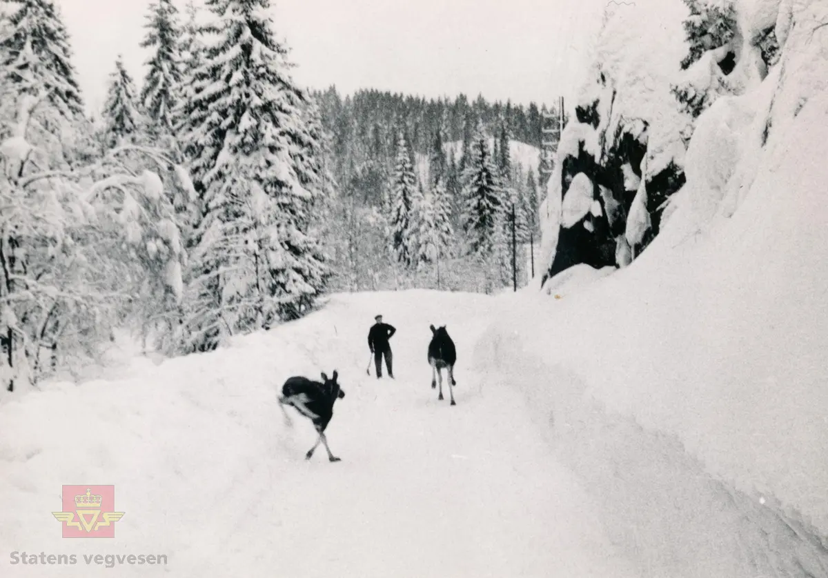 Bildet er tatt i Bamble på Sørlandske Hovedvei. Vegvokteren står med spaden sin og venter på elgene, ca 1952. Fotografert av Chr. F. Petersen, som sitter bak rattet på en av bilene sine på veg til Kristiansund Margarinfabrikk. 
Bildet viser mye snø, smal veg og høye brøytekanter.