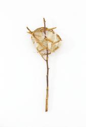 Osportsligt [Konstverk]