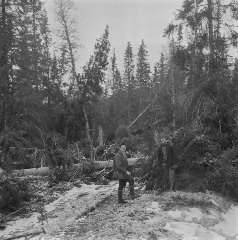 Befaring på Langjord i Bjørnådalen sammen med skogsassistent Roald Bjørnå og driftsplanlegger Arne Alterskjær. Etter skadene på skogen nyttårsaften 1973.