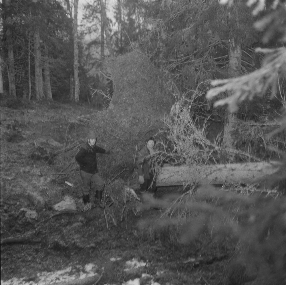 Befaring på Langjord i Bjørnådalen sammen med skogsassistent Roald Bjørnå og driftsplanlegger Arne Alterskjær. Etter skadene på skogen nyttårsaften 1973.