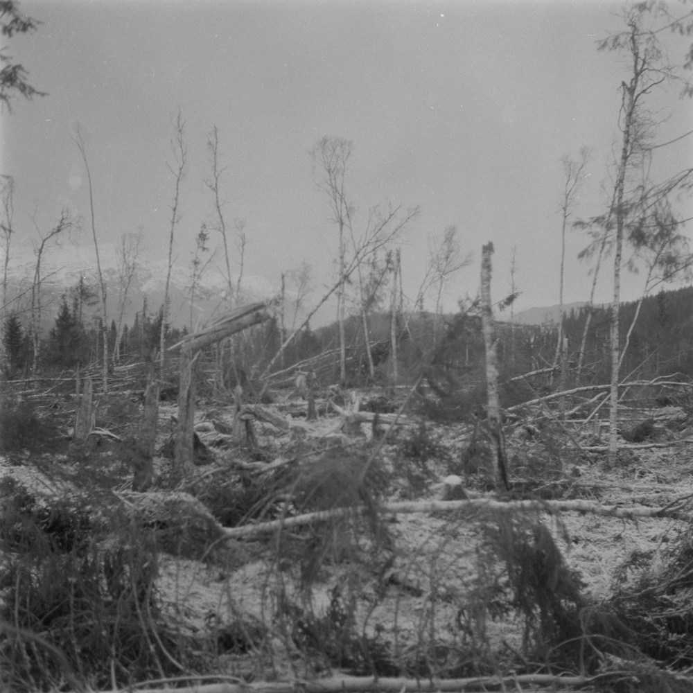 Befaring på Langjord i Bjørnådalen sammen med skogsassistent Roald Bjørnå og driftsplanlegger Arne Alterskjær. Etter skadene på skogen nyttårsaften 1973.