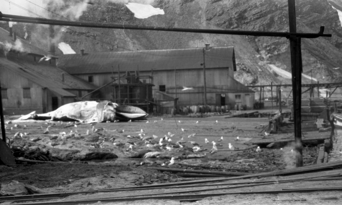 Kaiområdet i Grytevika med en hval liggende klar til slakt. Lagerbygninger i bakgrunnen. Måker i forkant som venter på mat. Fjell i bakgrunnen. Suderøy på vei til fangstfeltet.