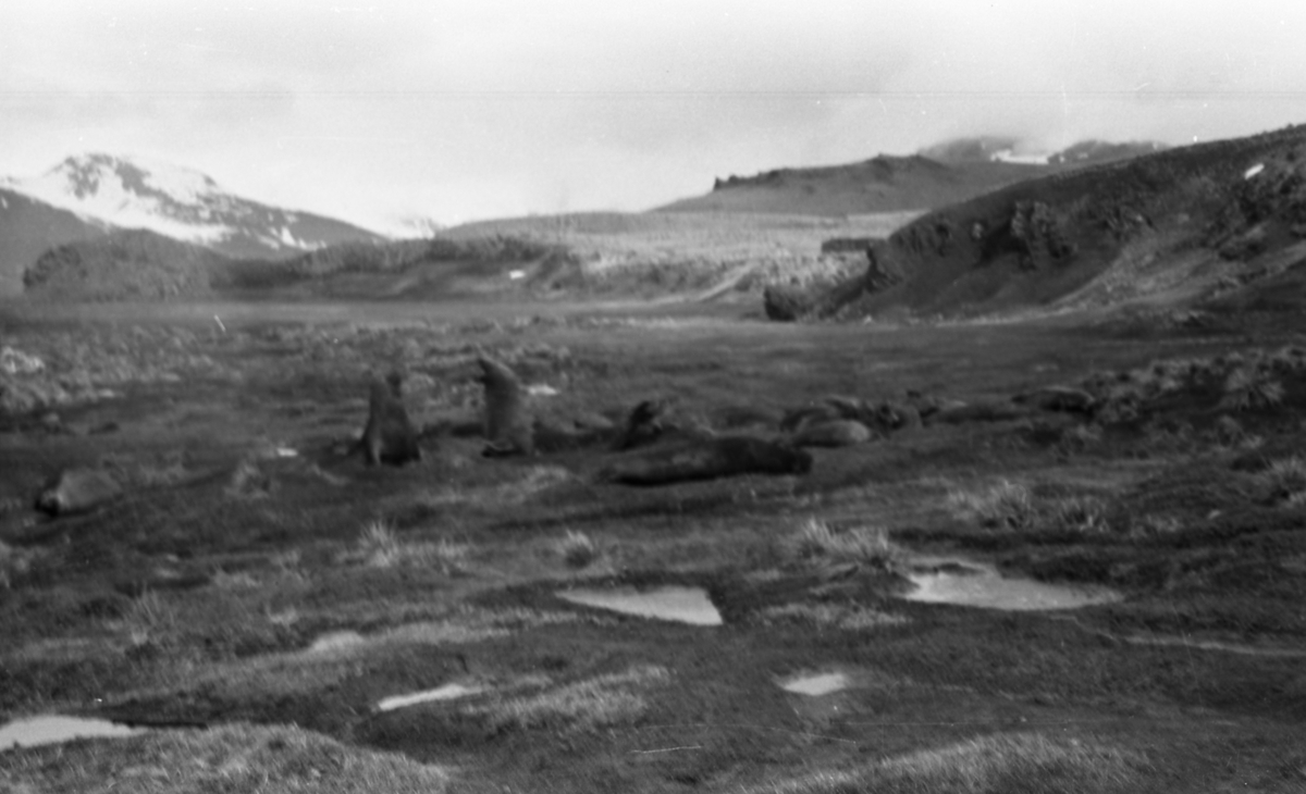 Kyst med mange seler. Fjell i bakgrunnen. Suderøy på vei til fangstfeltet.