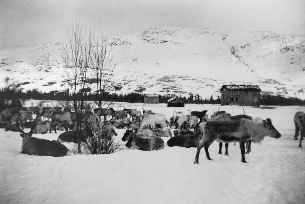 Reinflytting. Kviledag i Lomsdalen. Reinflokken til Jårg Kvitfjell.