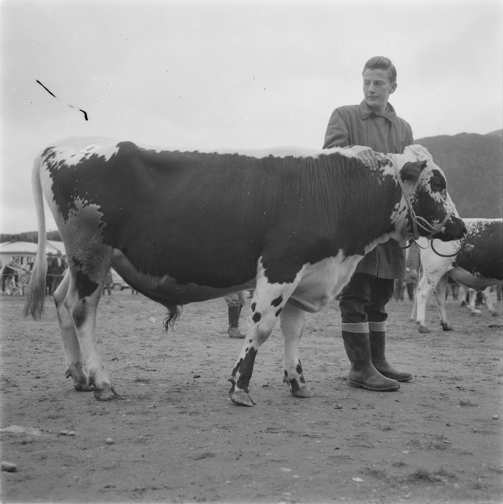 Meieri-jubileum 1960. Dyreskue. Mann med okse.