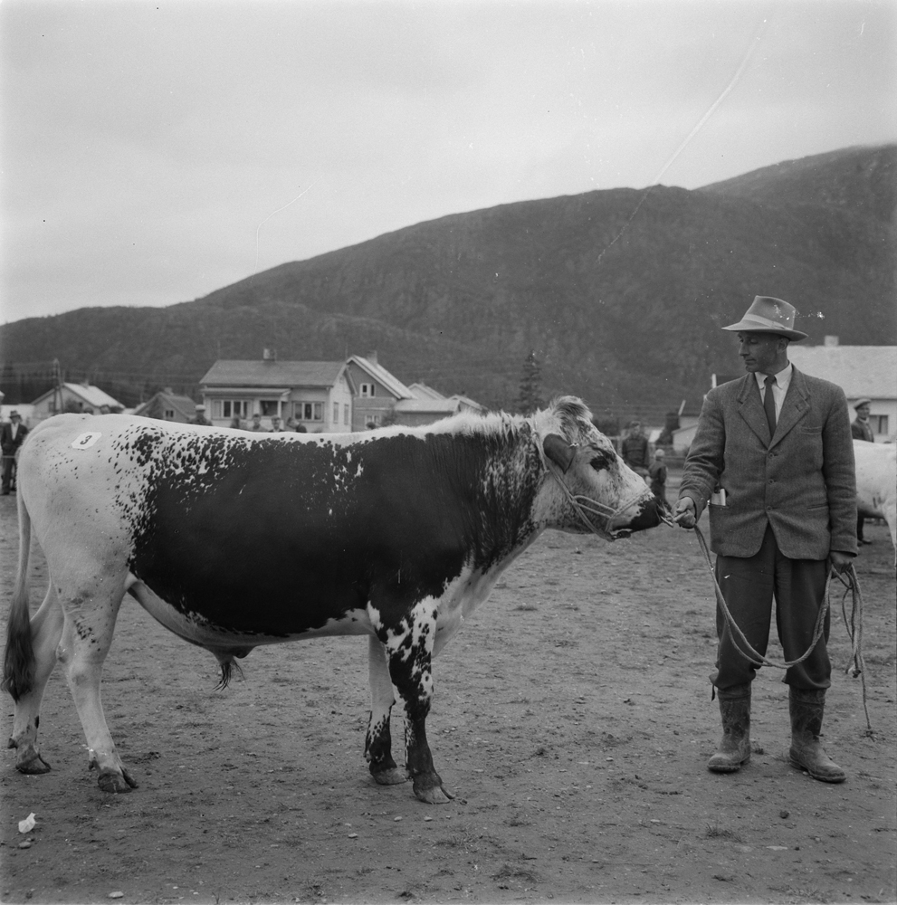 Meieri-jubileum 1960. Dyreskue. Mann med okse.