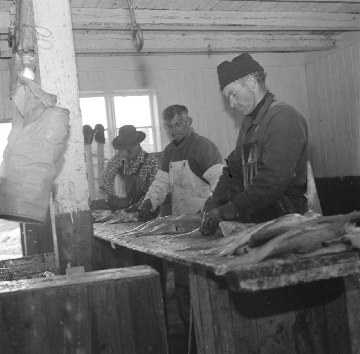 Herøy.  3 mann i arbeid med fisk på fiskebruket til August Jakobsen på Seløy