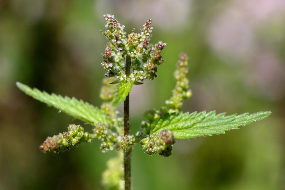 Nærbilde av de bittesmå blomsterkulene som vokser i toppen på stornesleplanten.