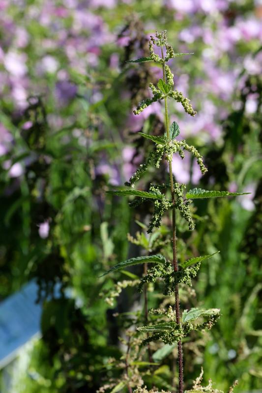Nærbilde av de bittesmå blomsterkulene som vokser i toppen sammen med takkete blader på storneslen.