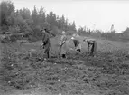 Skördearbete på Idhult 1:2 i Svinhult socken 1928. På bilden ses de nyblivna ägarna Sigurd och Sigrid Andersson.