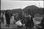 Evakuering av finska flyktingar, hösten 1944. SJ G 24927. SJ G 27168.