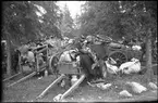 Boskap och resgods vid evakueringen av finska flyktingar, hösten 1944.