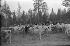 Svältfödda kor. Evakuering av finska flyktingar, hösten 1944.