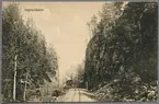 Smalspår på linjen mellan Brötjemark och Bunn i Ingerydsdalen.