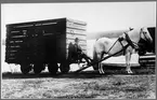 Hästtransport med kolbinge på hästbanan Grycken - Bysjön någon gång på 1880-talet.