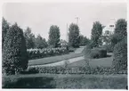 Östra delen av stationsplanteringen i Skellefteå fotot taget från godsmagasinet
Obs! Frombuskarna Syringa Josikaea, Rosa alpina och Balsampoppel