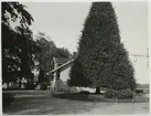 Älgarås station med den uppmärksammade pyramidlinden.