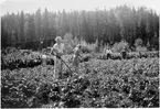 Arbete i potatislandet.