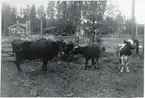 Långsjön station på sträckan Gävle - Falun elektrifierades 1943. På bilden Tekla Andersson med korna. Bakom syns järnvägen och stationshuset.