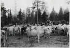 Bild tagen i  samband med finska evakueringen i Haparanda, hösten 1944.