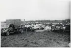 Finska flyktingar i Haparanda, hösten 1944. Betesfält med boskap. Militärfordon med registreringsnummer 23796.