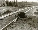 Underhåll av sträckan mellan Harsjön och Bälgviken 1967.