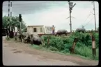 Vattenbufflar vid järnvägsöbergång, Indien.